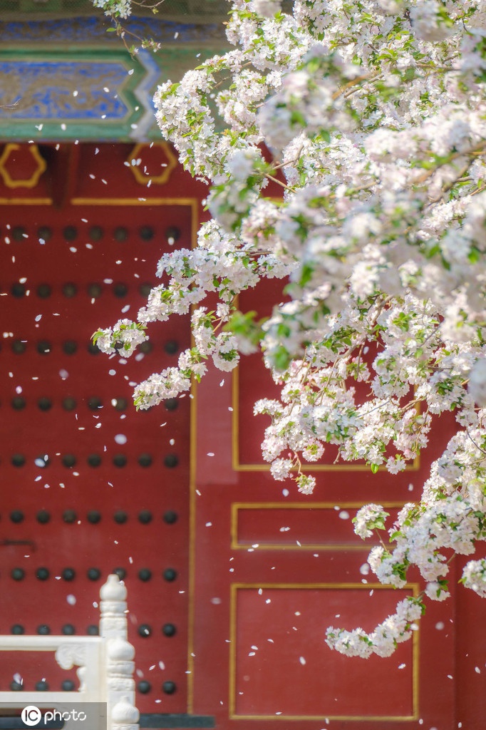 北京故宫文华殿门前的海棠花怒放 人间最美四月天_高清图集_新浪网