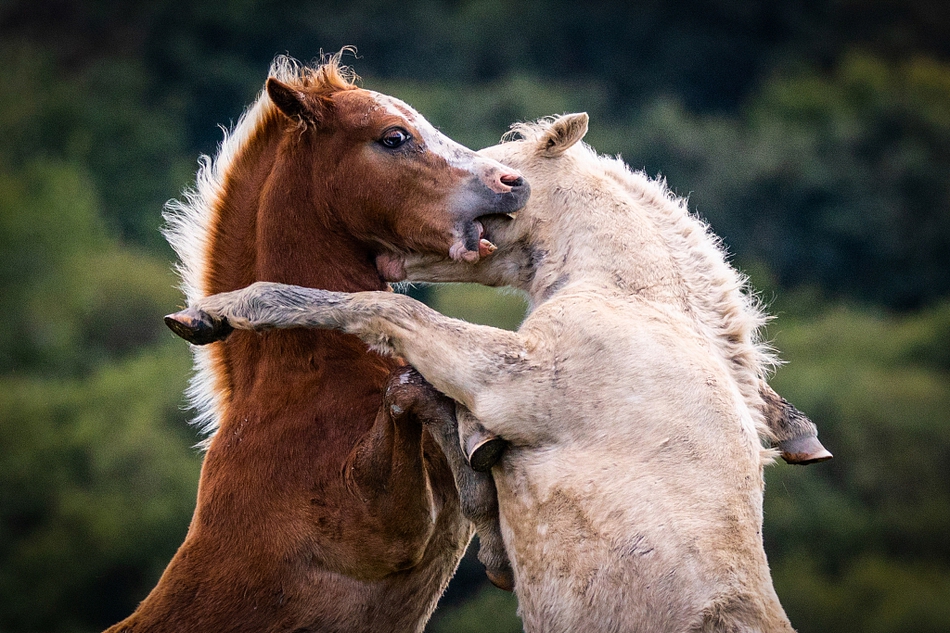 英国:小马打闹身躯直立嘴蹄"全上阵"