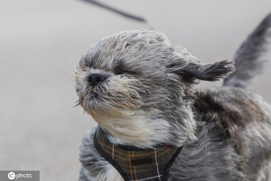"我都歪啦" 被冬日狂风吹乱发型的小动物
