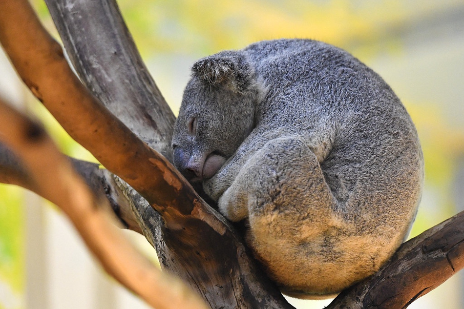 呆萌动物睡姿奇葩 千奇百态"睡艺"精湛