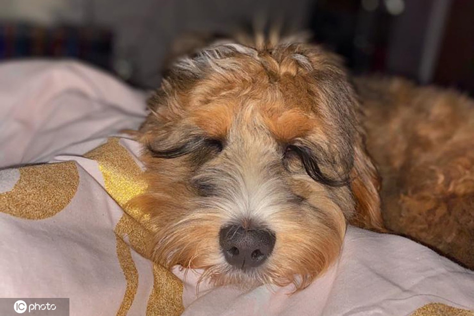 英国狗狗睫毛又长又卷走红网络