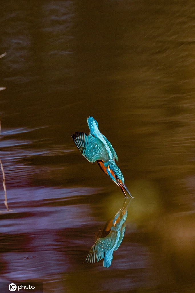 摄影师抓拍翠鸟入水捕鱼瞬间 "稳准狠"令人惊叹