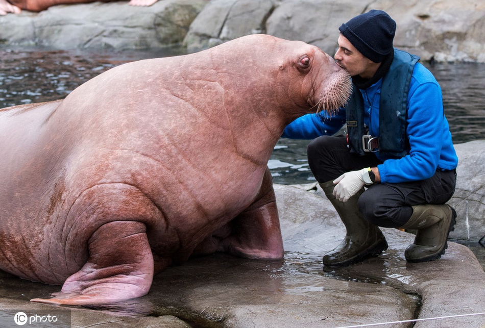 2020国际年度盘点:人与动物有爱瞬间