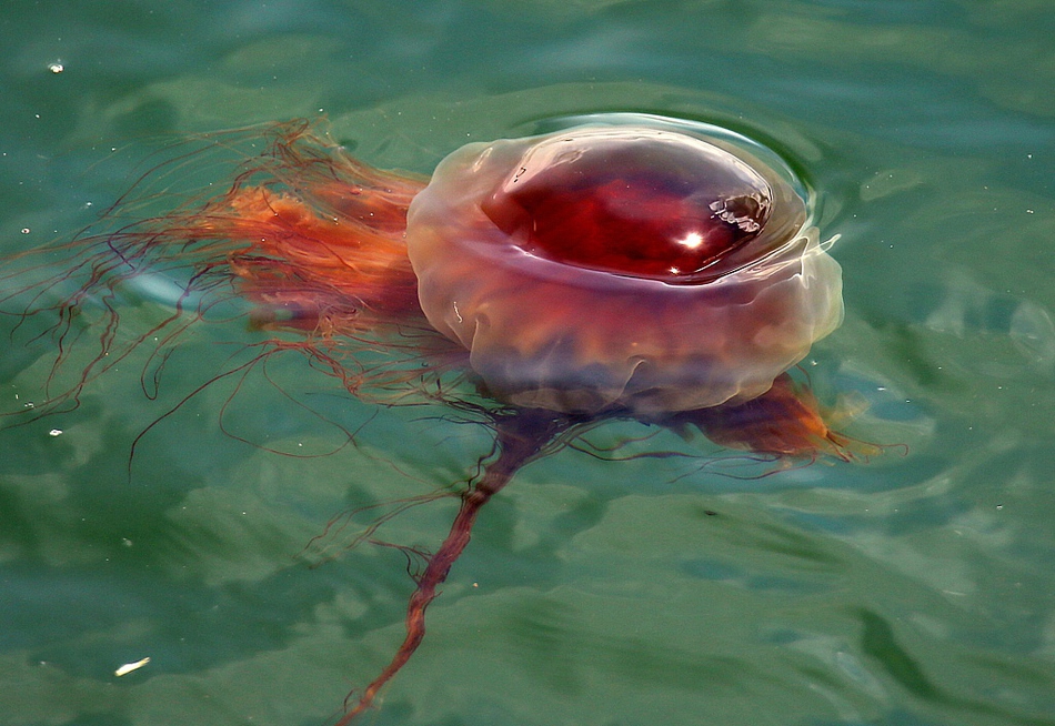 美国南部近海出现大量狮鬃水母