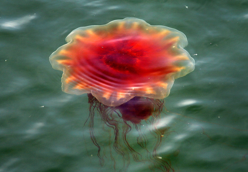 美国南部近海出现大量狮鬃水母