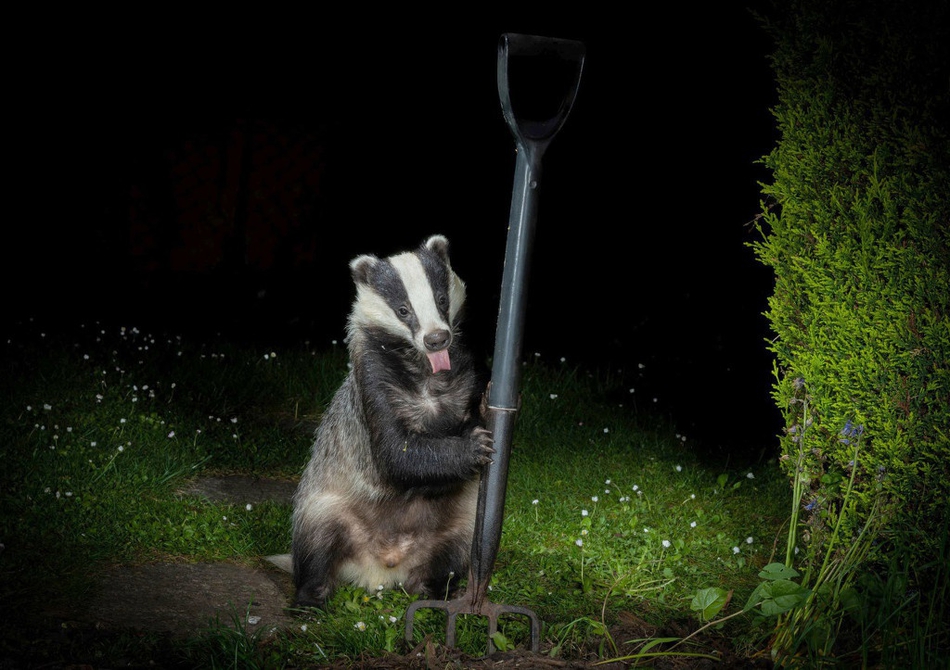 一群獾闯入花园对镜头吐舌摆pose_高清图集_新浪网