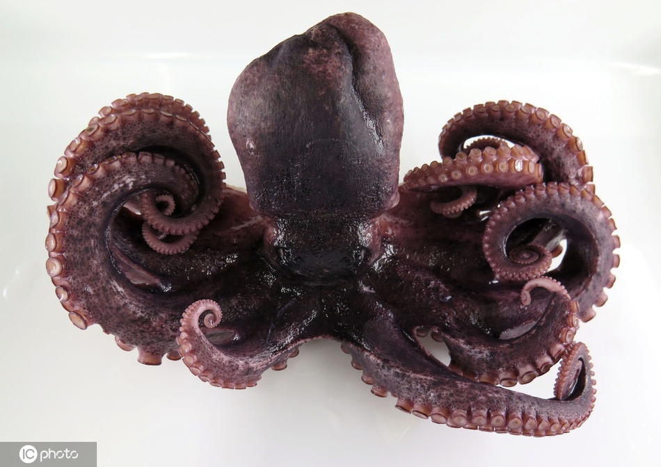 日本沿海现变异九足章鱼