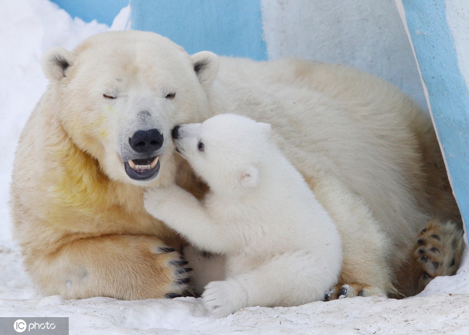 动物小宝宝献吻妈妈的温馨画面_高清图集_新浪网