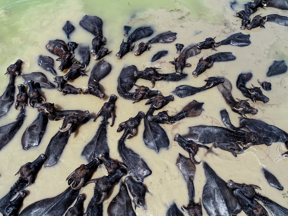 航拍土耳其水牛集体下河"泡澡"