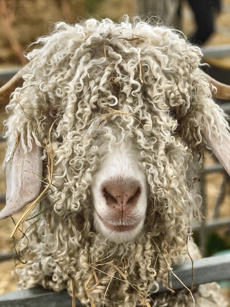 动物界发型大pk_高清图集_新浪网