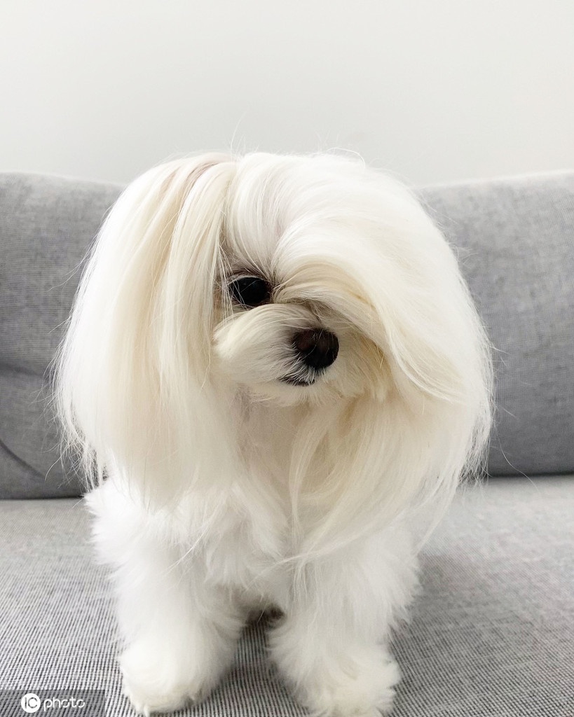 狗界时尚发型教科书!国外汪星人hold住马尾辫丸子头太萌了