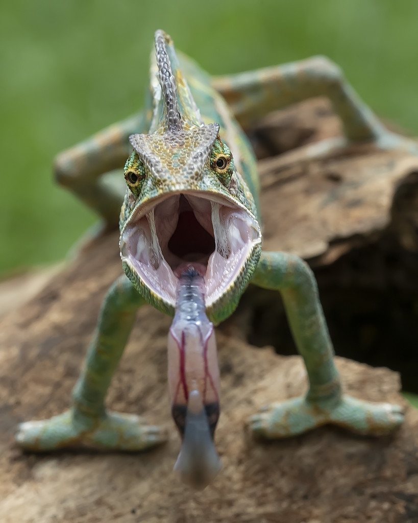 每张都是生存大片!动物狩猎精彩瞬间