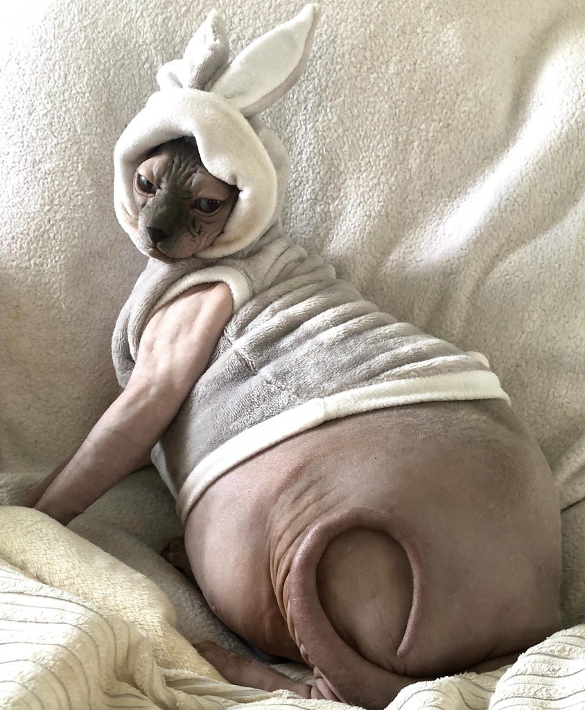 动物肥胖照集锦像极了宅家变胖的人类