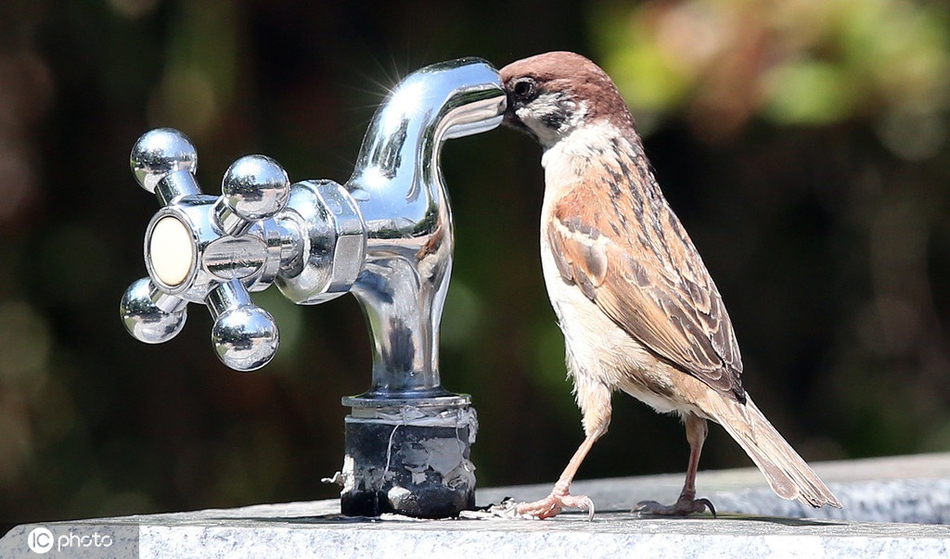 世界水日 盘点各国小动物喝水趣事