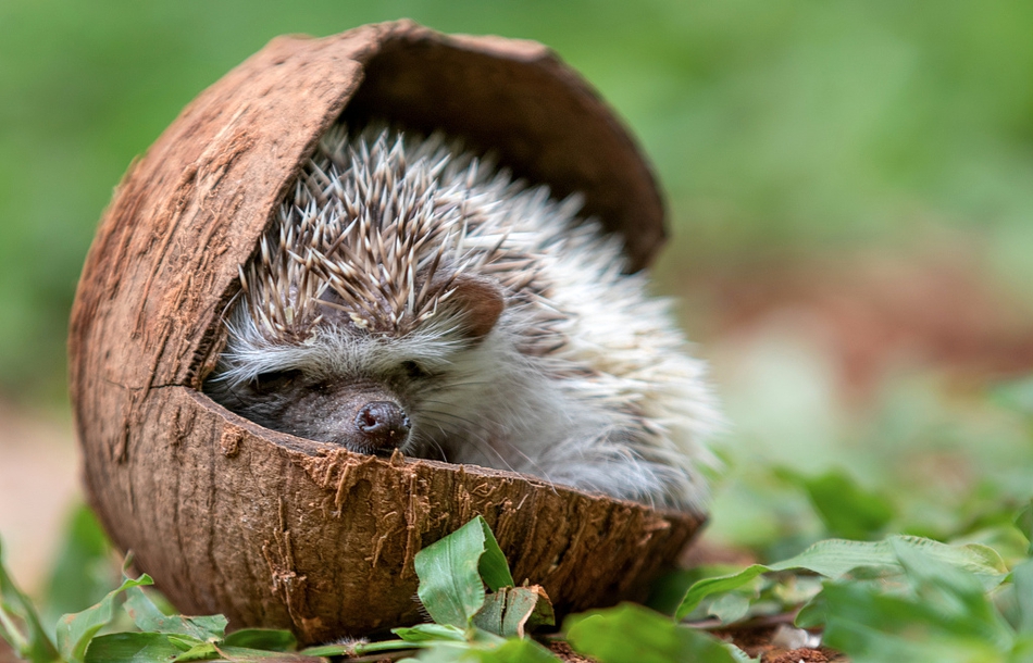 呆萌动物睡姿奇葩 千奇百态"睡艺"精湛