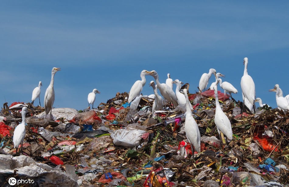 垃圾污染对动物的危害令人揪心