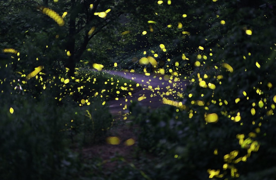 萤火虫夏夜飞舞 山林成梦幻世界