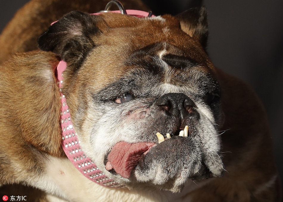 2018世界最丑狗评选出炉:英国斗牛犬"丑压群犬"