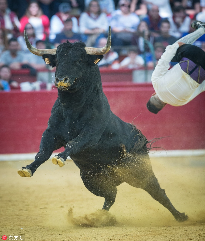 西班牙上演惊险斗牛赛 斗牛士各显神通