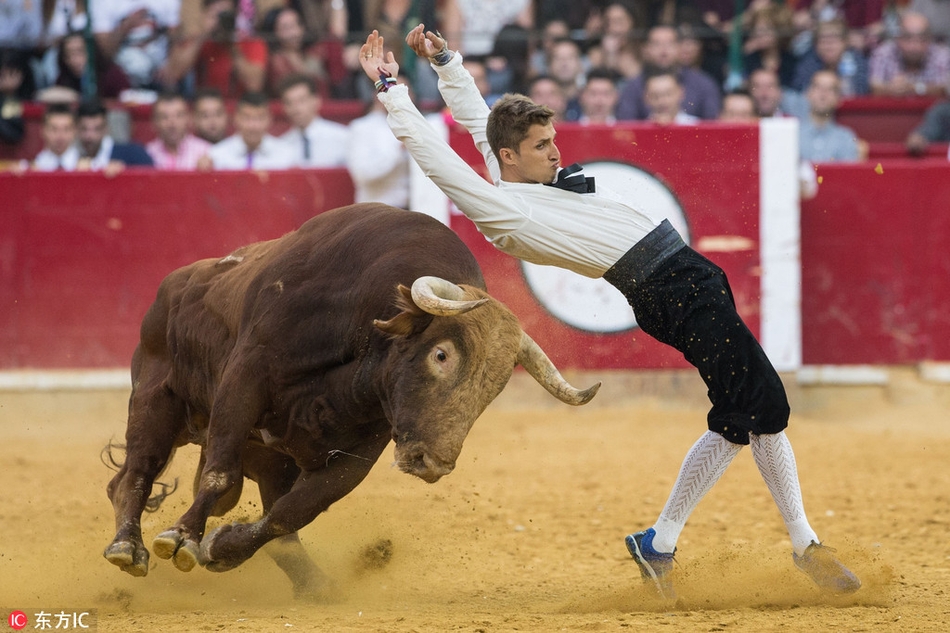 西班牙上演惊险斗牛赛 斗牛士各显神通_高清图集_新浪网