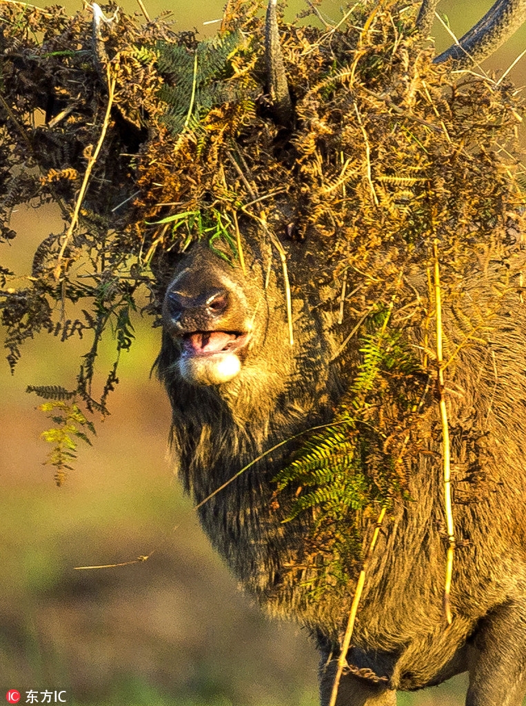 英国红鹿爆笑造型头顶杂草丛生似烫发失败