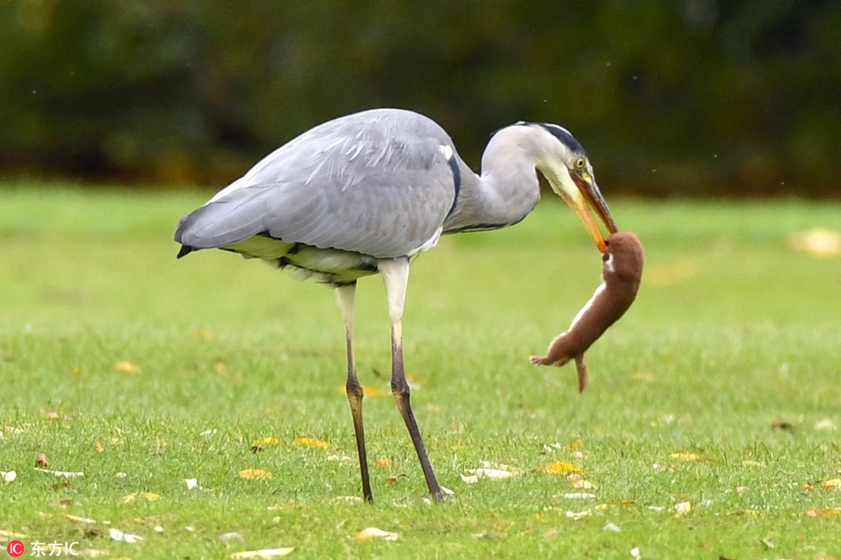 狡猾黄鼠狼与饥饿苍鹭生死较量