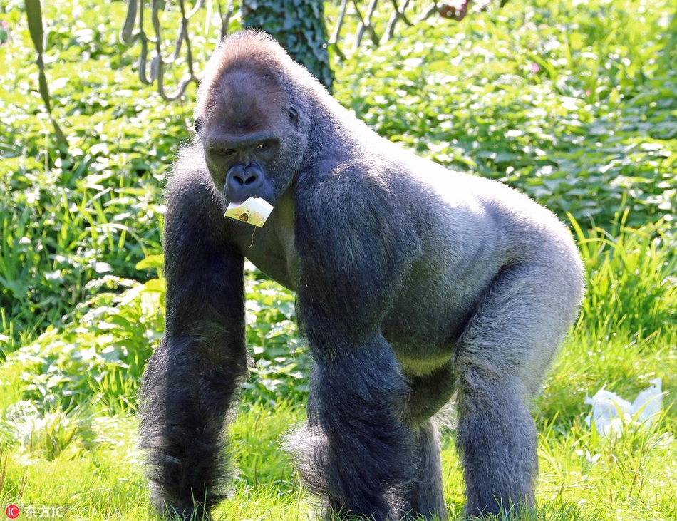 英国动物园大猩猩争夺食物上演拳击赛