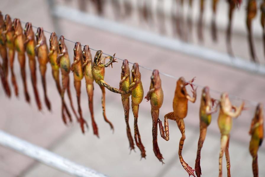 东北雪蛤油制取过程残忍不堪