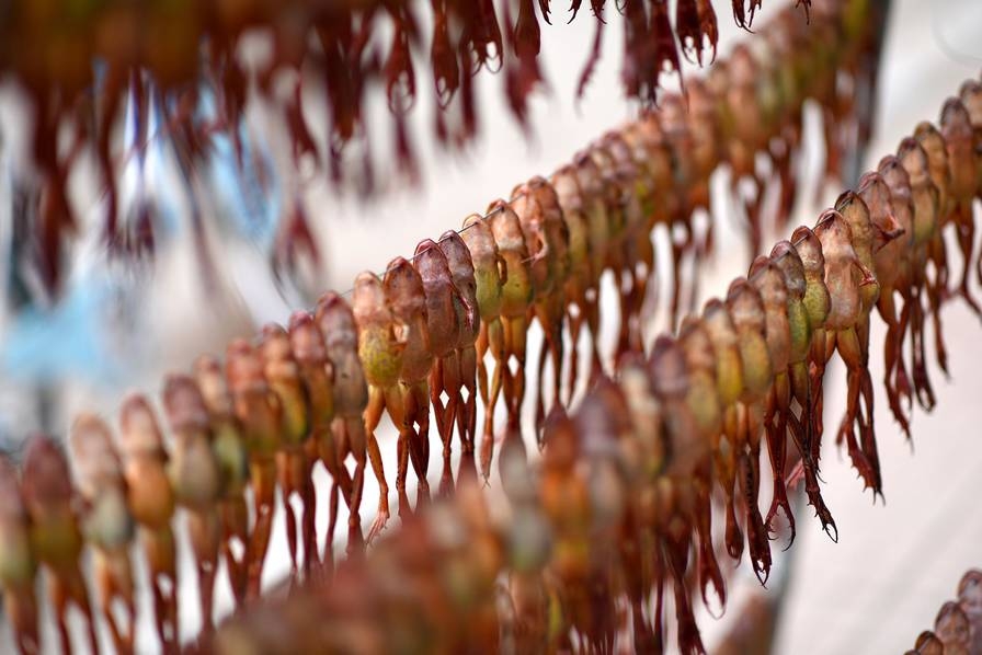 东北雪蛤油制取过程残忍不堪_高清图集_新浪网