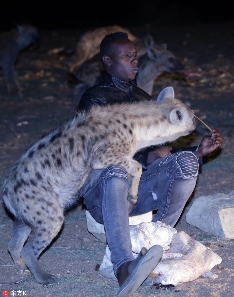 厉害了我的哥!非洲男子徒手给成群鬣狗喂食