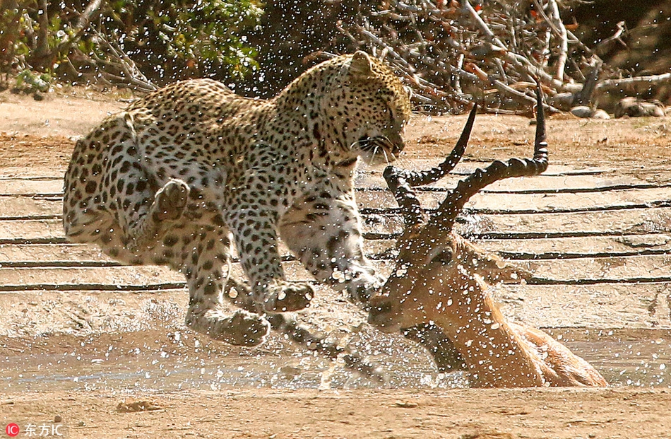 盘点动物猎食精彩瞬间水牛遭群狮猎食