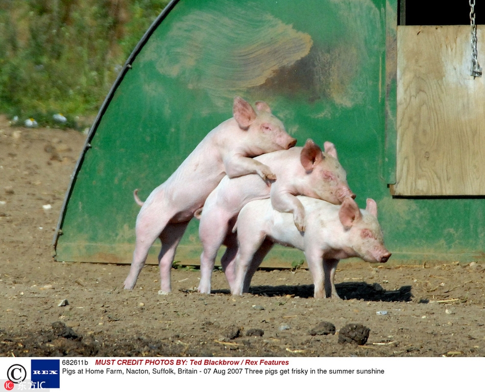 这画面太污我都不敢看!盘点动物嘿咻销魂瞬间_高清图集_新浪网