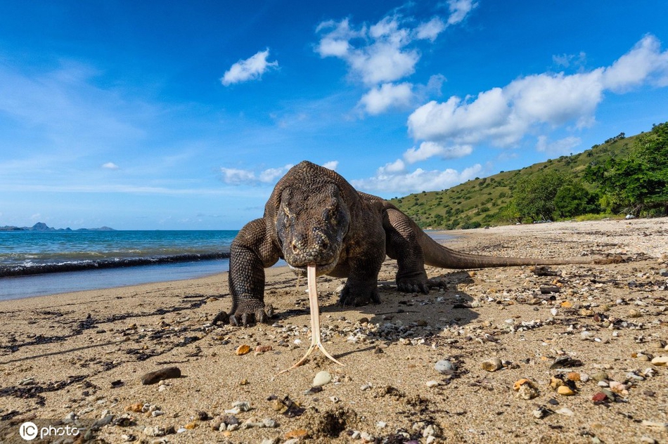 印尼科莫多巨蜥伸出舌头试图舔照相机摄影师近距离捕捉精彩瞬间