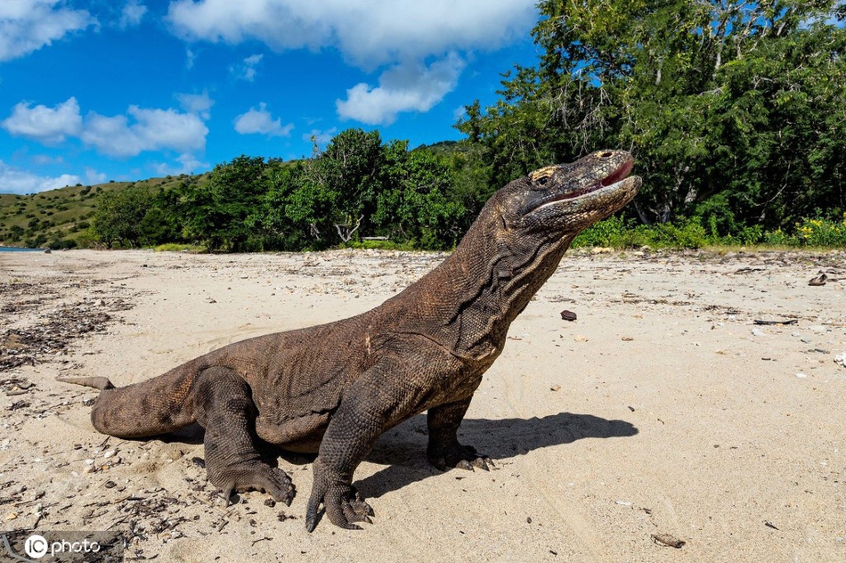 印尼科莫多巨蜥伸出舌头试图舔照相机 摄影师近距离捕捉精彩瞬间