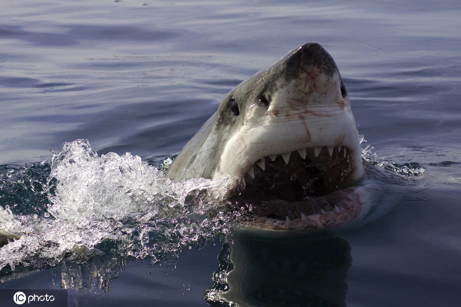 12 来自英国的摄影师dave caravias近日在南非海岸拍摄了一系列大白鲨