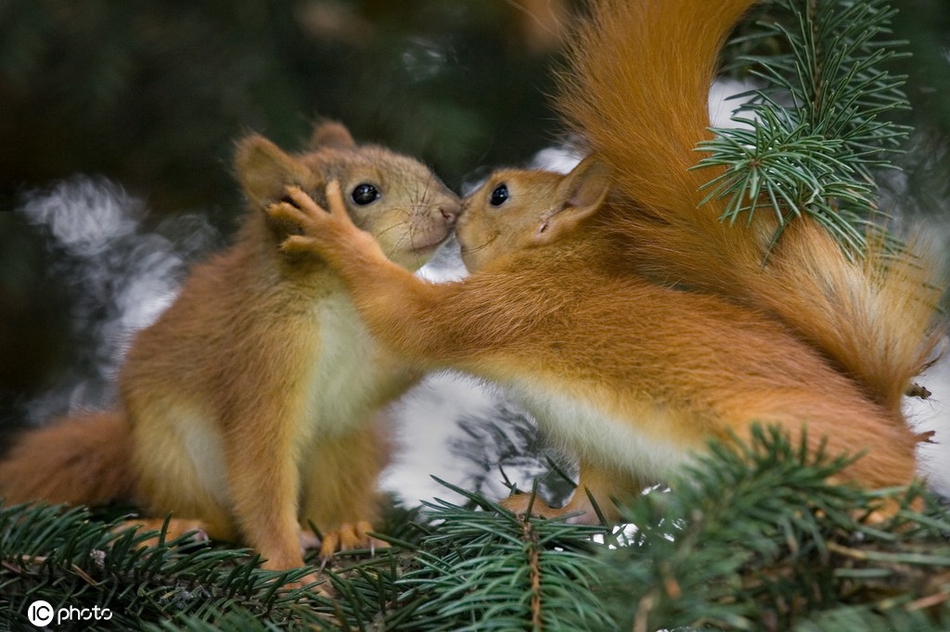 520动物情侣秀恩爱 爱你就要啵啵你!
