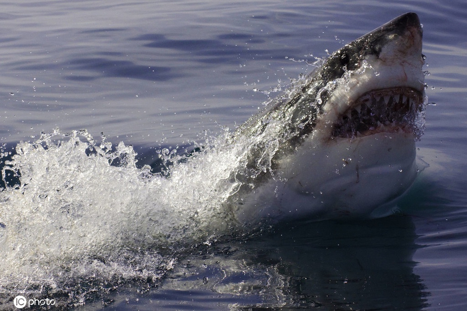 南非大白鲨露出锋利牙齿 对着镜头龇牙咧嘴