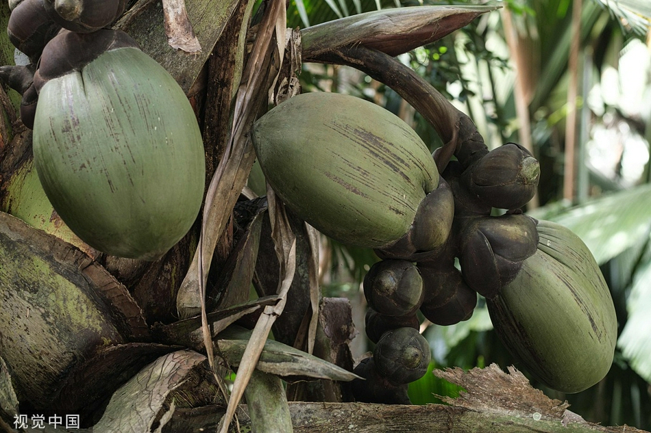 塞舌尔"海椰子"形状酷似屁股