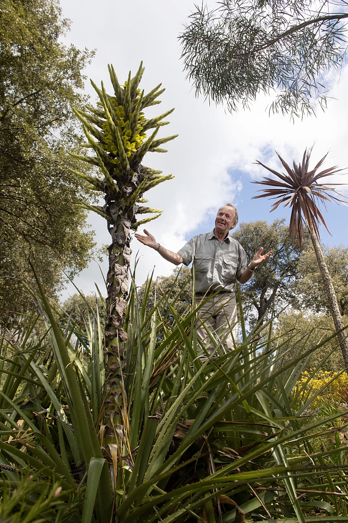 英国:罕见"食羊树"15年来首次开花 长相奇特捕食技能满分