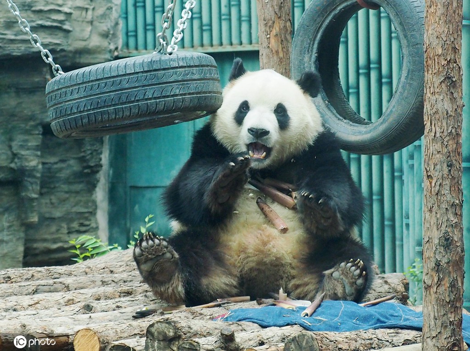 谁还不是个宝宝呢?北京动物园大熊猫坐摇篮吃竹笋迎"六一"