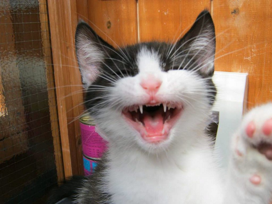 世界微笑日 动物露迷人笑容超治愈