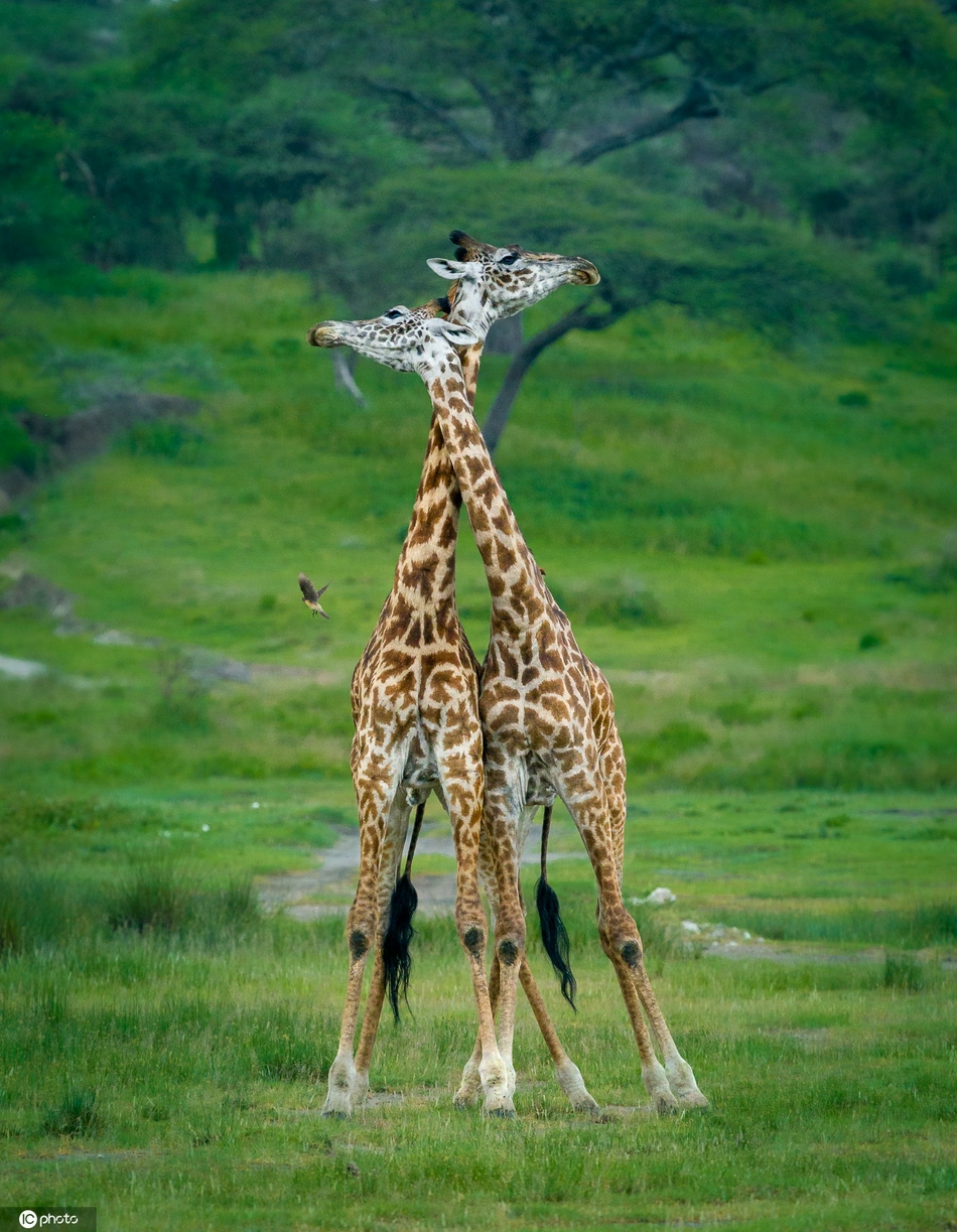 坦桑尼亚两头长颈鹿打架现"锁喉功" 互缠脖子招数奇特