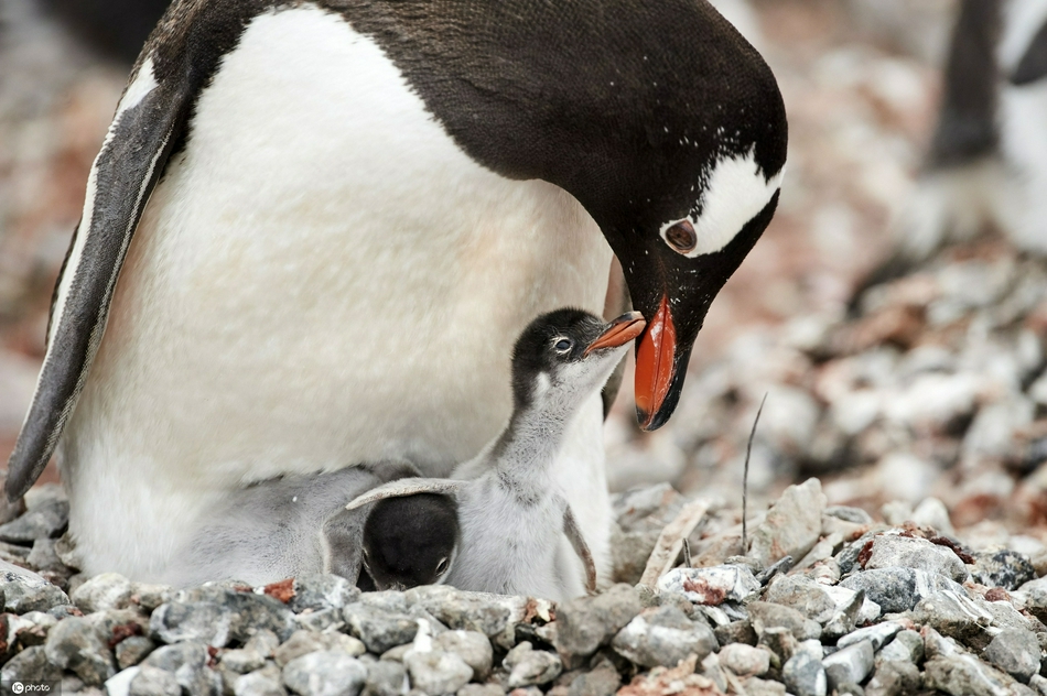 德国摄影师抓拍巴布亚企鹅喂食双胞胎幼崽 画面逗趣十足
