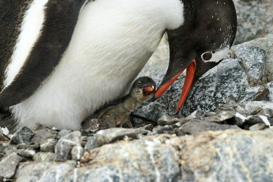 德国摄影师抓拍巴布亚企鹅喂食双胞胎幼崽 画面逗趣十足