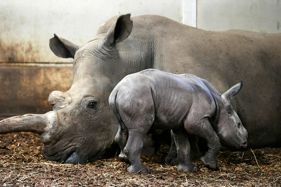 荷兰动物园新生白犀牛亮相 萌萌哒超可爱