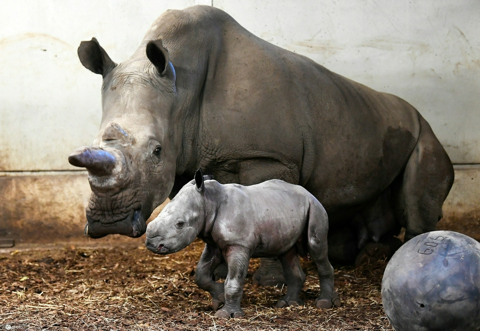 荷兰动物园新生白犀牛亮相 萌萌哒超可爱