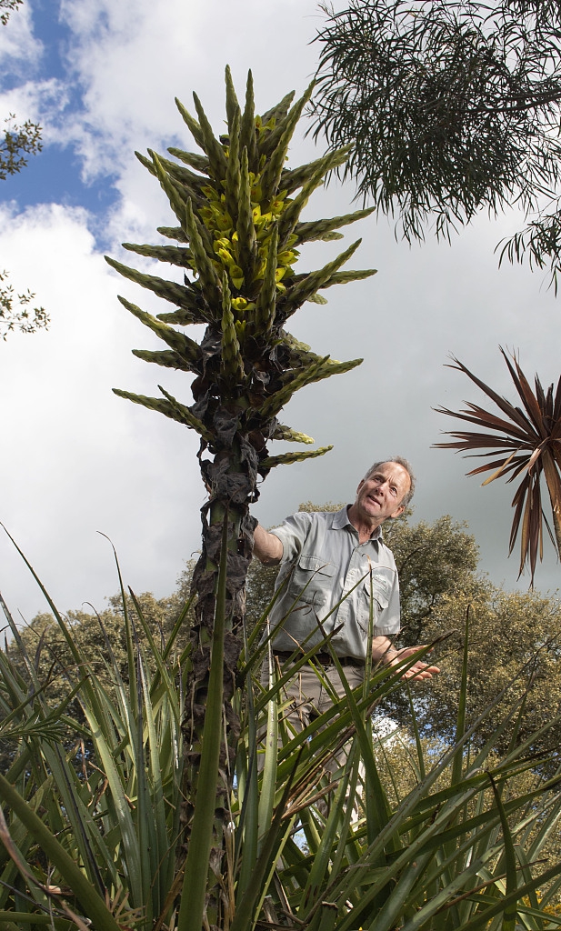 英国罕见食羊树15年来首次开花长相奇特捕食技能满分