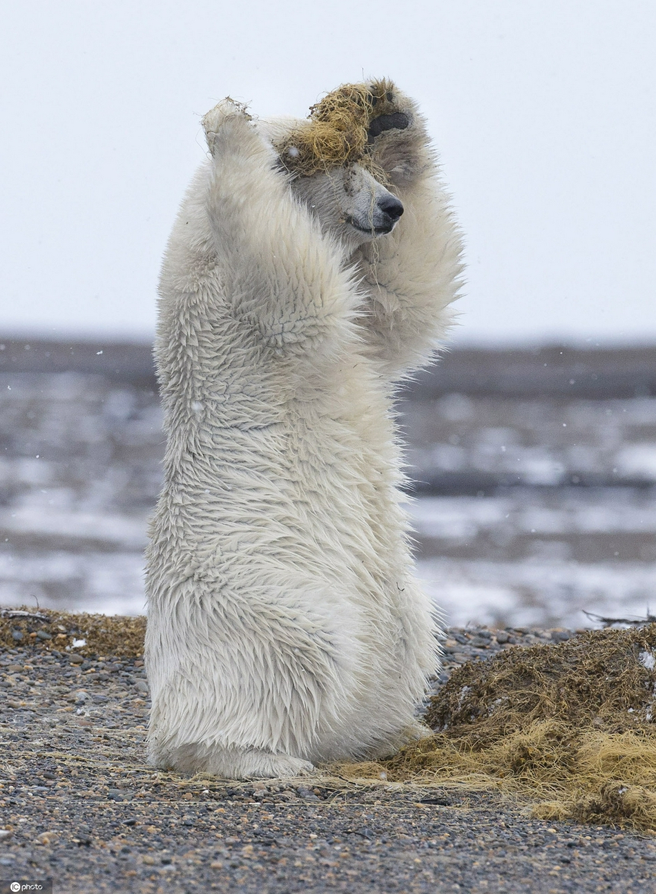 美国北极熊头戴海藻当假发超有时尚感画面逗趣