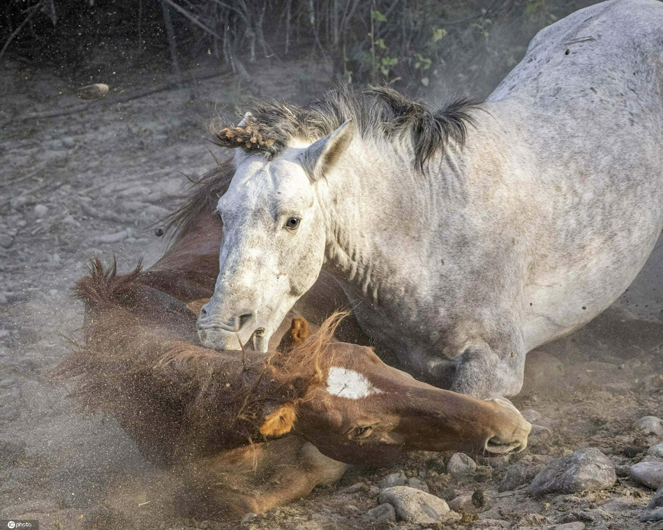 美国两匹野马打架战况激烈惊险刺激