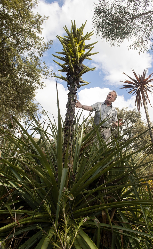 英国罕见食羊树15年来首次开花长相奇特捕食技能满分